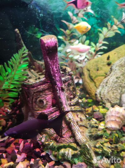 Рыба Моллинезия