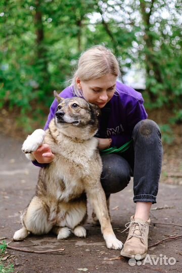 Собака Томочка ждет семью