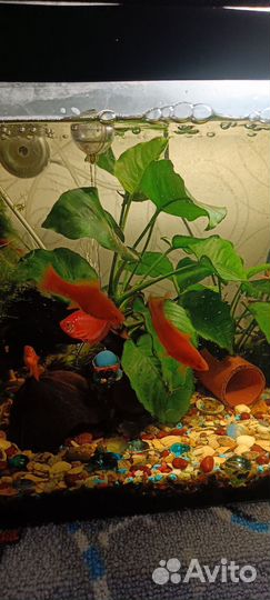 Аквариумные рыбки бесплатно