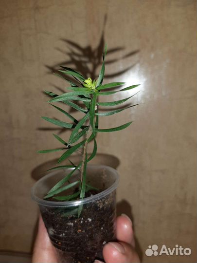 Мелалеука Брактеата