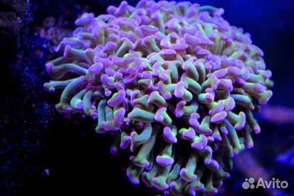 Морские кораллы