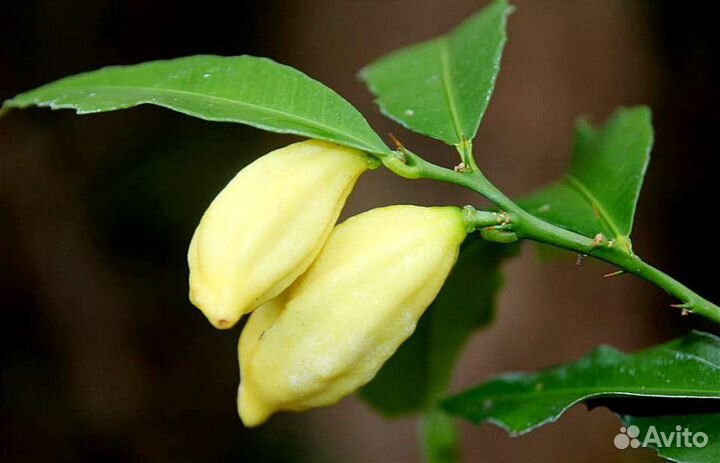 Микроцитрус Инодора