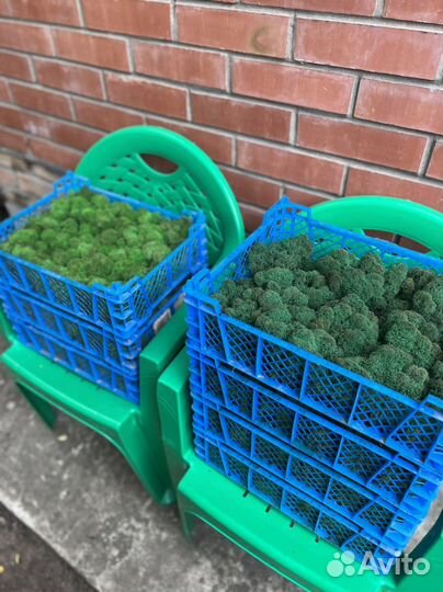 Стабилизированный мох