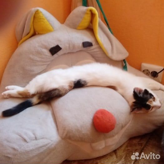 Мини гостиница для животных