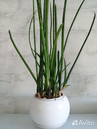 Сансевиерия щучий хвост разные