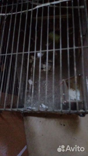 Клетка для попугая