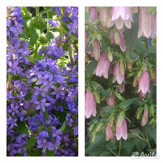 Многолетние цветы