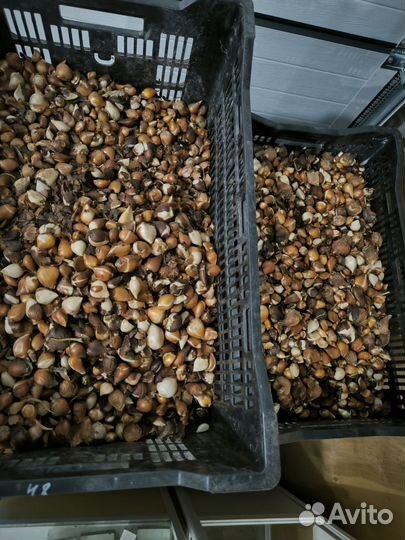 Луковицы тюльпанов