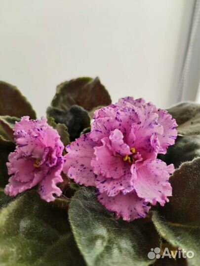 Фиалка набор укорененных листьев