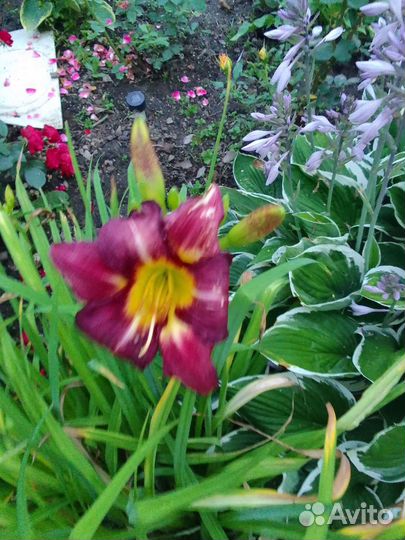 Лилейники и многое другое