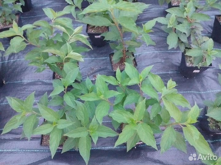 Гортензия Фантом