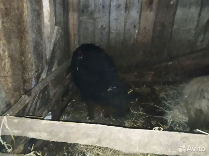 Хряк на племя