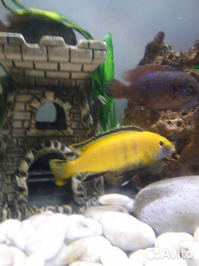 Малавийские цихлиды лабидохромис еллоу