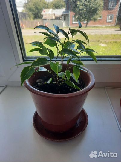 Фикус бенджамина