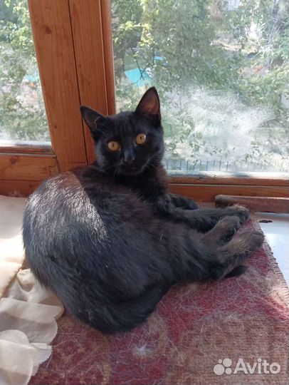 Черный котенок