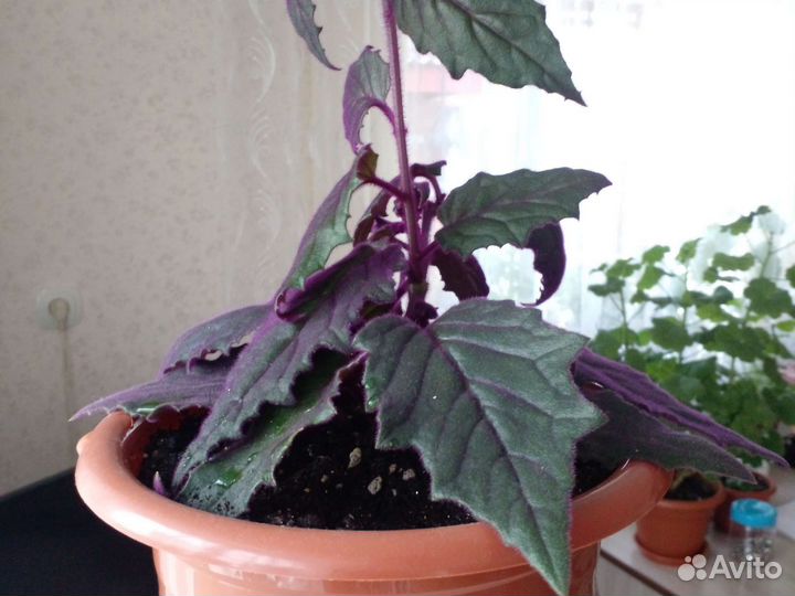 Гинура вариегатная