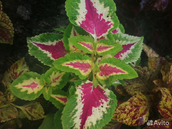 Черенки колеуса