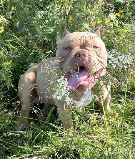 Вязка микро экзот булли