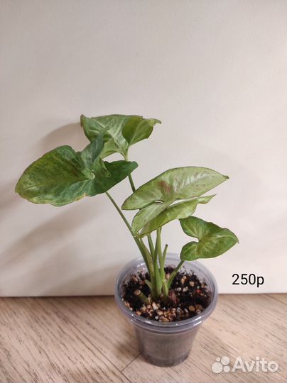 Сингониум конфетти