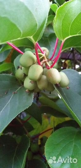 Актинидия аргута, девочка, сорт Женева