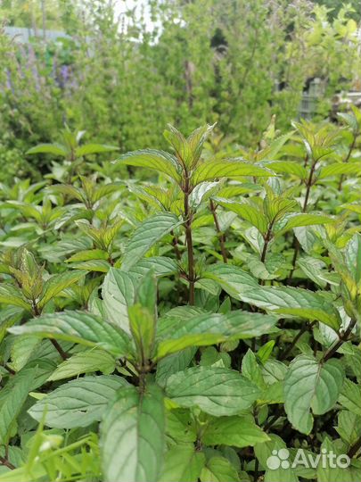 Чабрец, Мята шоколадная, яблочная и кудрявая