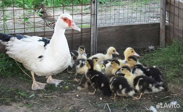 Утята индоутки