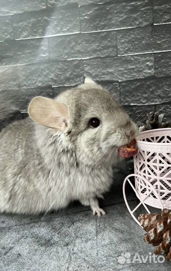 Шиншиллы ангоры и нкпа