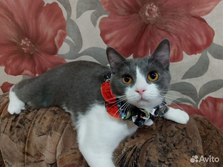 Кошка в дар бесплатно