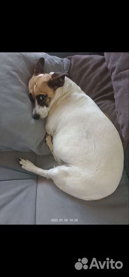 Щенки джек рассел