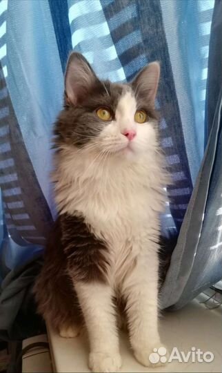 Котёнок девочка в добрые руки