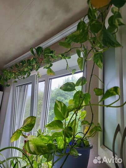 Эпипремнум