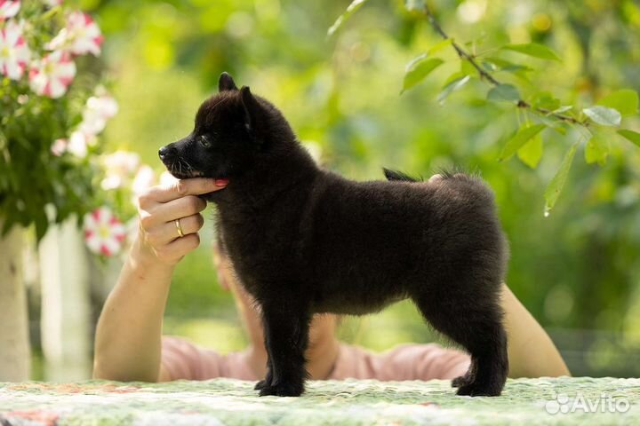 Шипперке(схипперке)