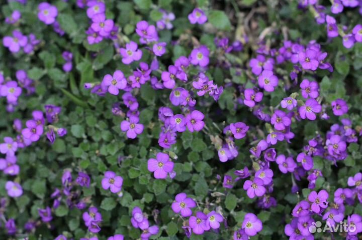 Объектив canon EF-S 18-55 mm f/3.5-5/6 IS II