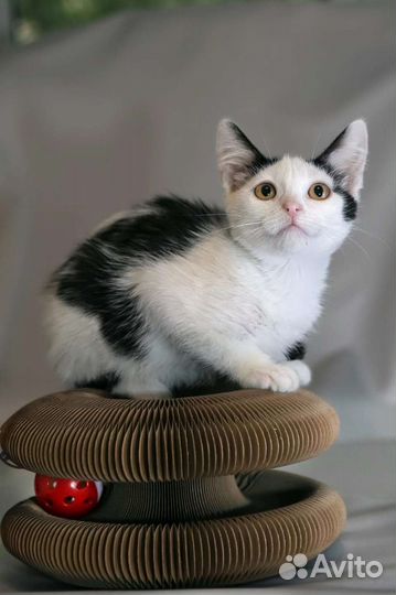 Трогательная Котёночек ищет дом