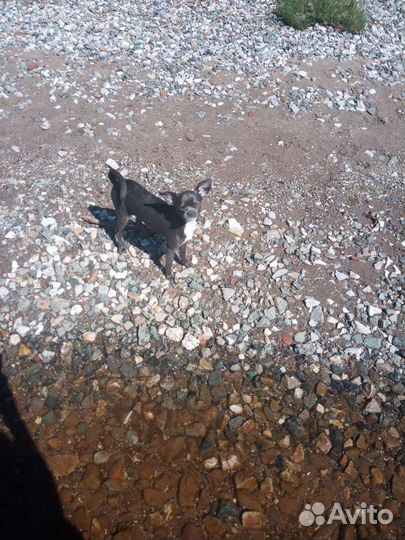 Вязка чихуахуа