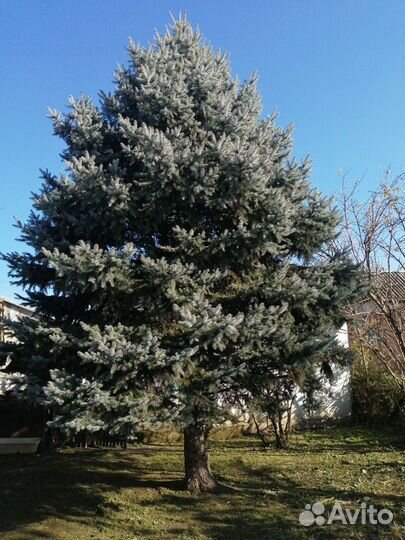Голубая ель продажа
