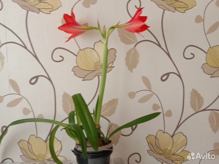 Гиппиаструм