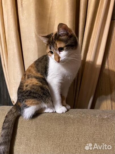 Кошечка Марта ищет семью