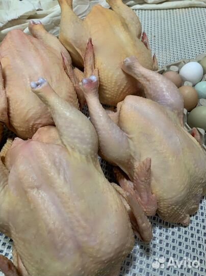 Курица домашняя + домашние яйца