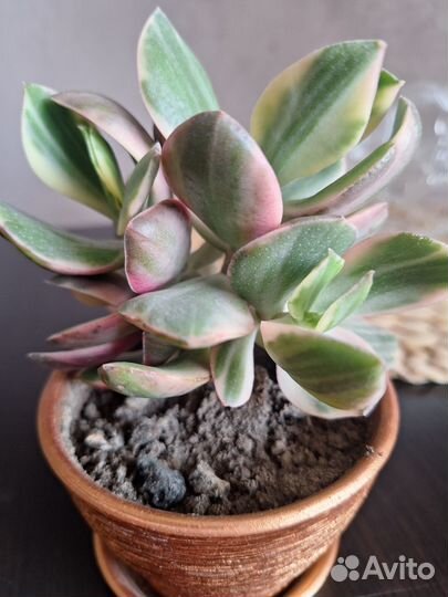 Крассулы сортовые - Триколор, Whirly Bird, Kagetsu