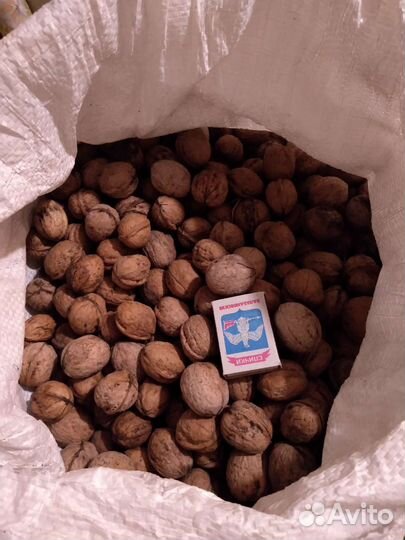 Орех грецкий