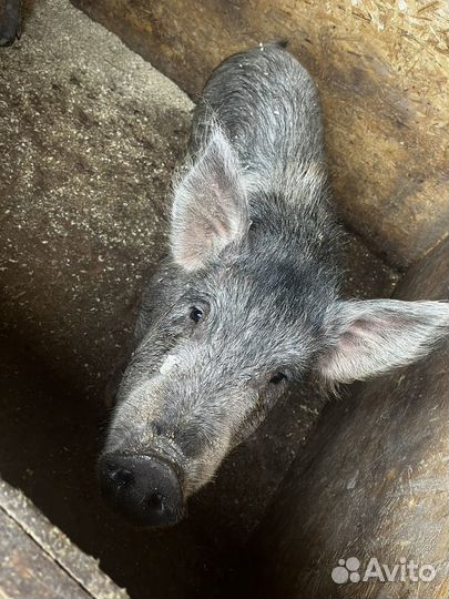 Кастрация поросят, хряков