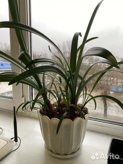 Цветы в ассортименте