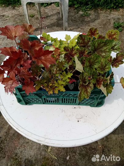 Растения гейхера