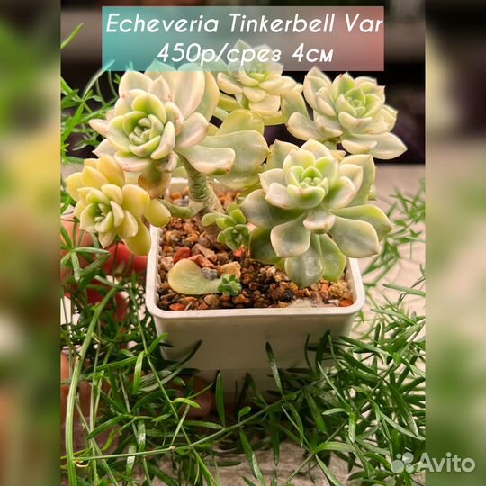 Корейские Редкие Суккуленты ч. 3