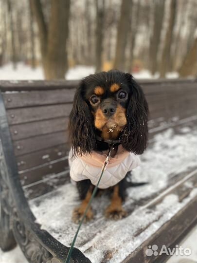 Кавалер кинг чарльз спаниель девочка