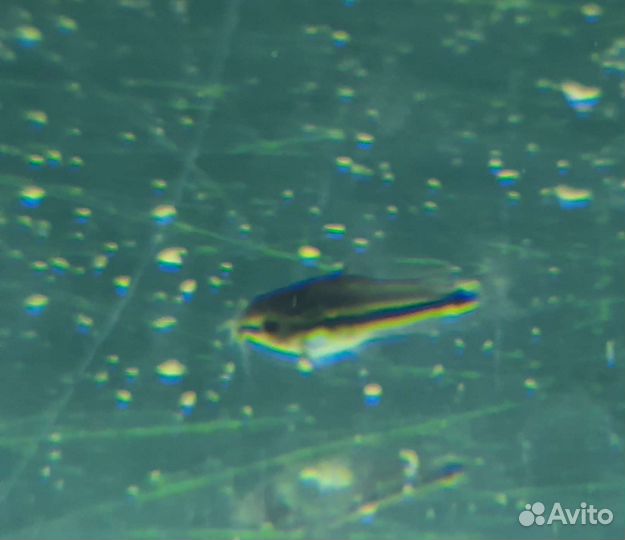 Коридорас пигмей