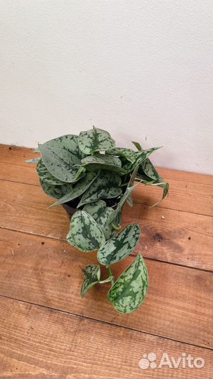 Сциндапсус треби, сильвер леди