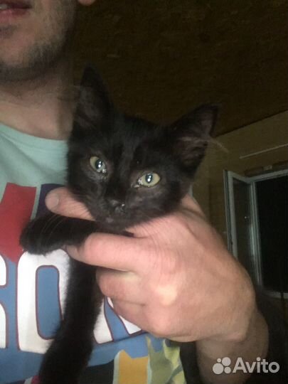 Отдам котенка в добрые руки