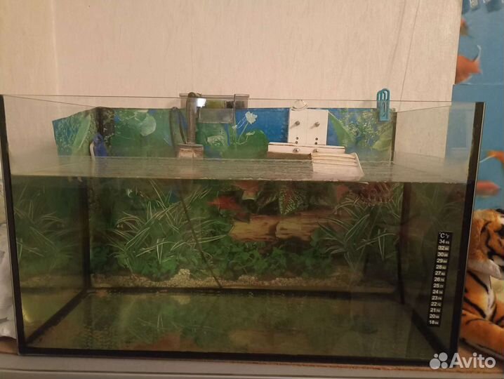 Аквариум с черепахой